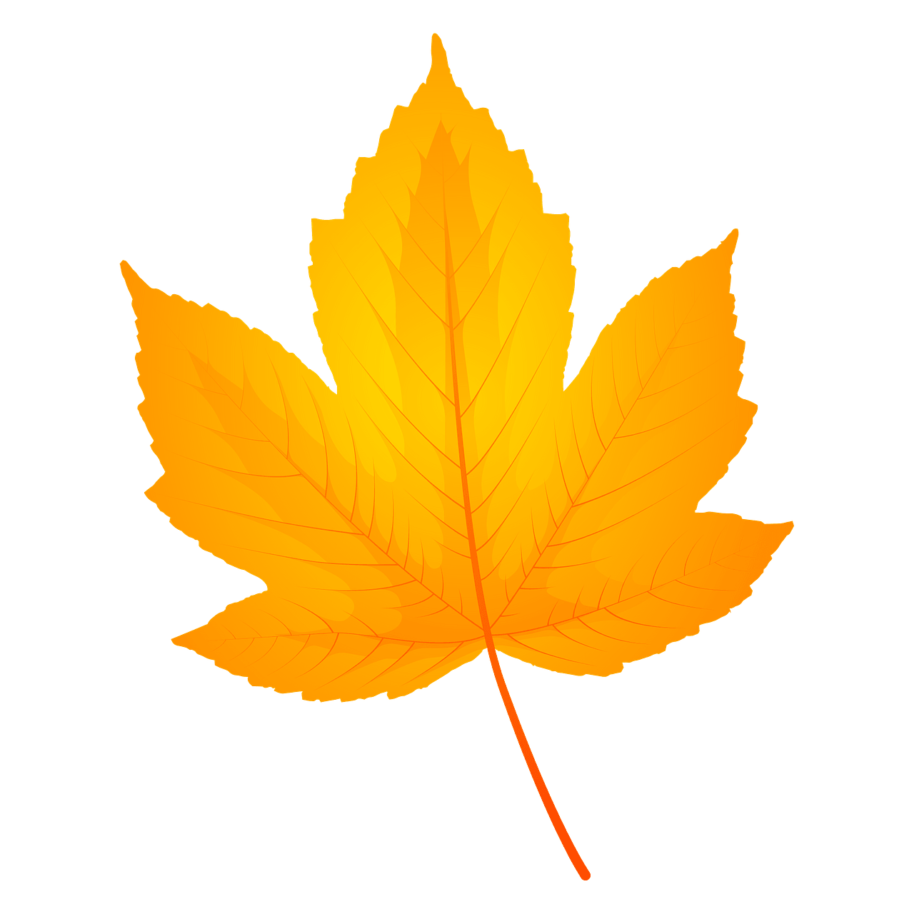field maple autumn leaf