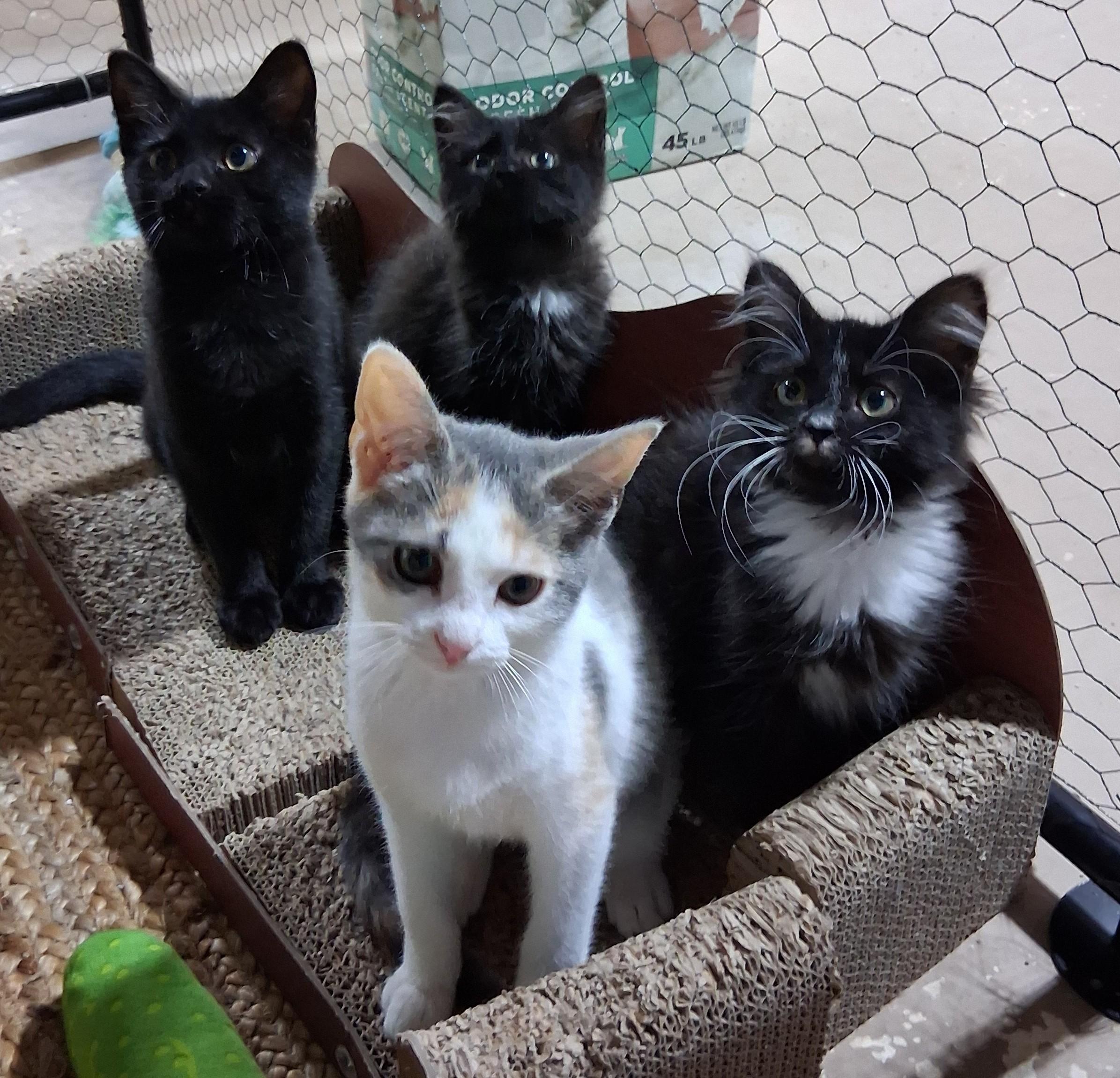 jamie-kittens.jpeg
