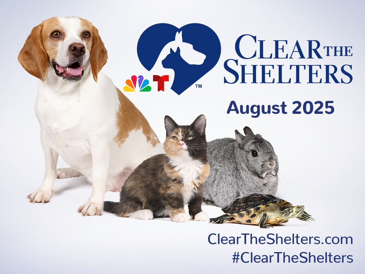Clear Shelter 2025
