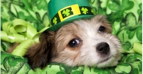 St. Patricks Day Puppy Wearing a Green Hat