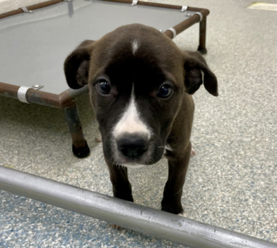 Pen 3 Puppy Female
