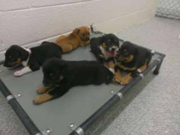 Pen 6 Puppies