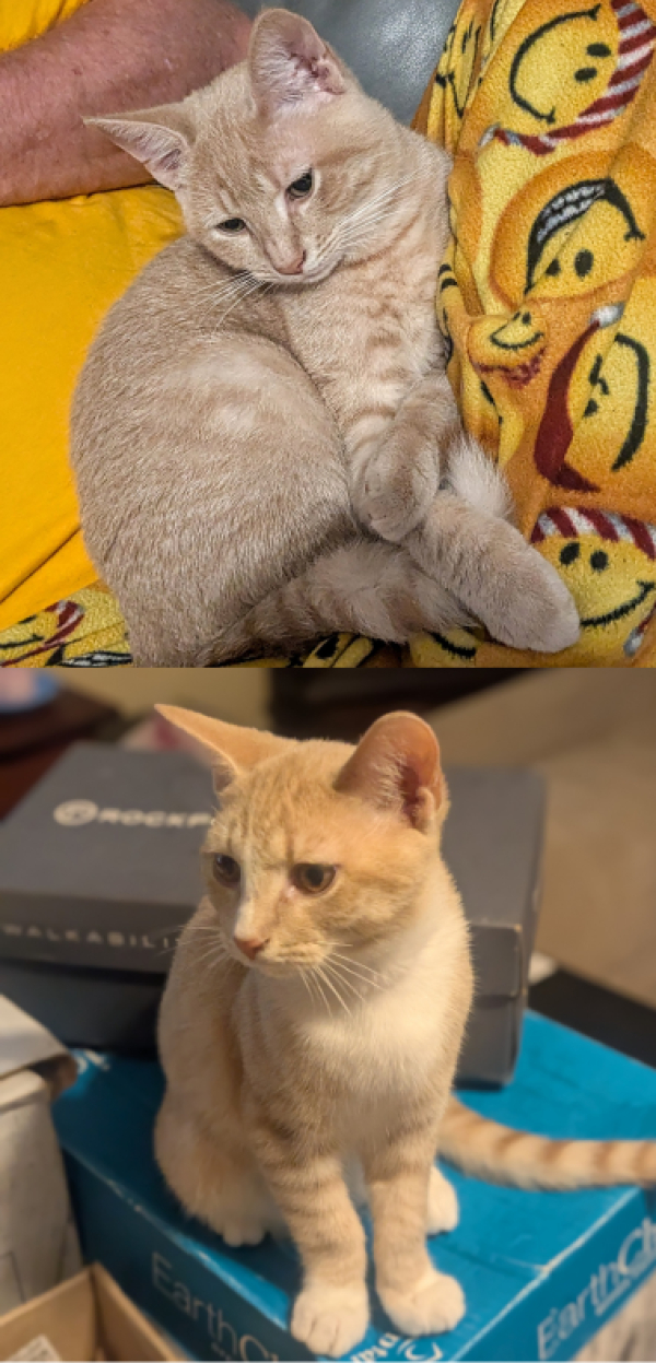 Courtesy Listing: Female Kittens