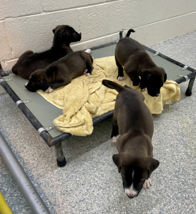 Pen 7 Puppies