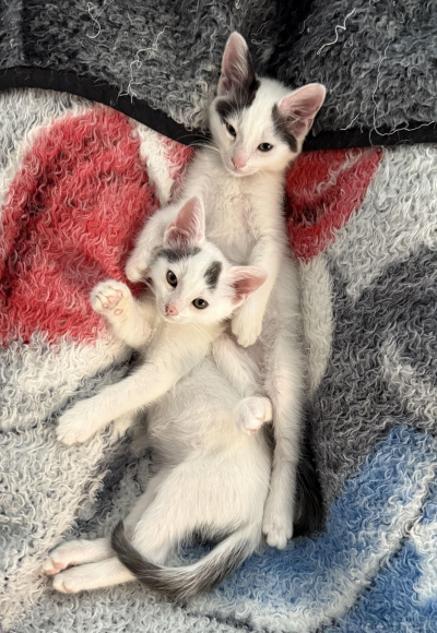 Courtesy Listing: Male Kittens