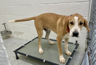 Pen 17 Male Mix