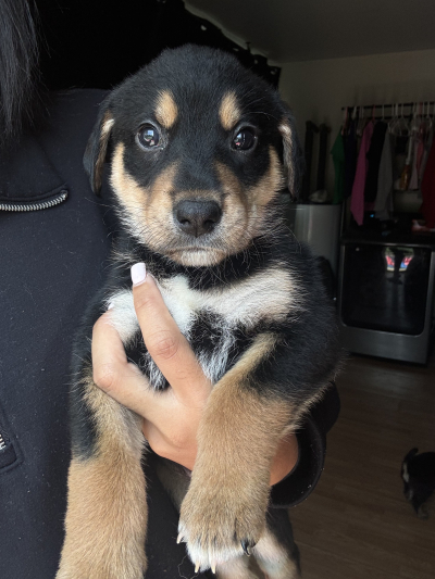 Courtesy Listing: Male Husky-Shepherd Mix Puppies