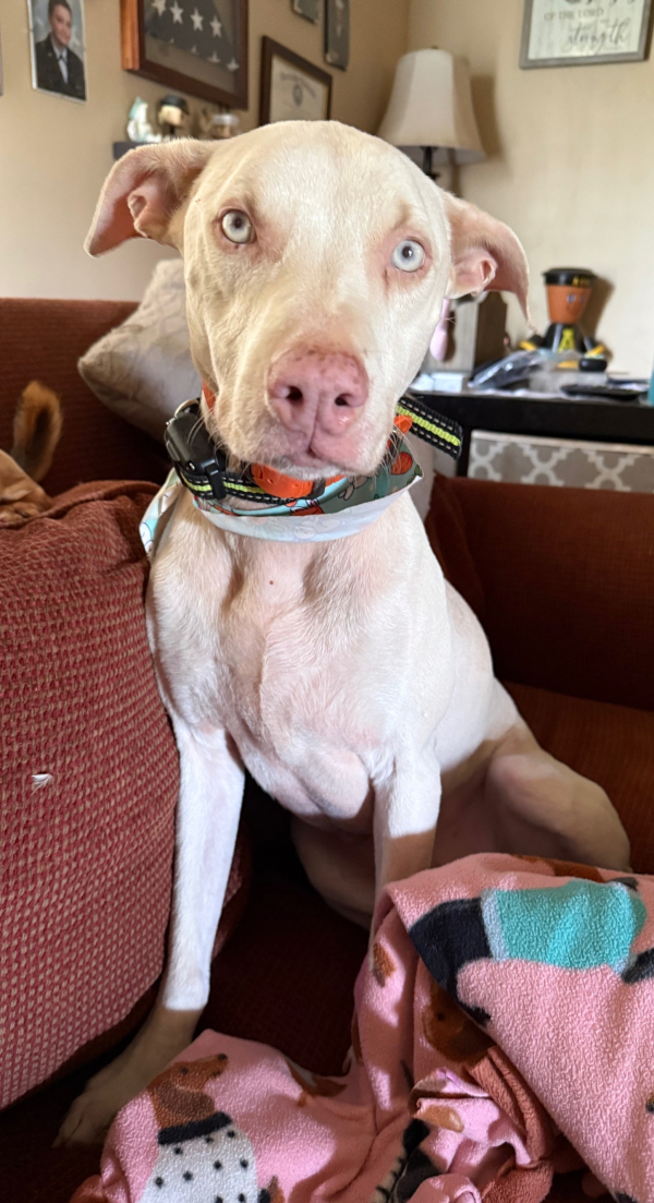 Courtesy Listing: Sven