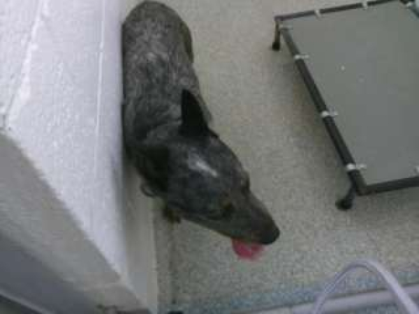 Pen 15 Male Blue Heeler