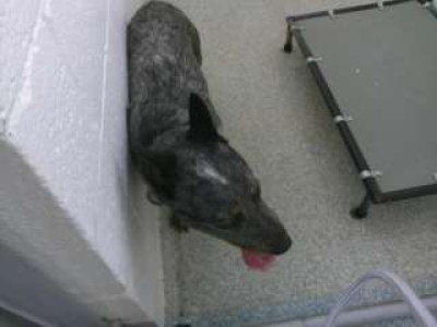 Pen 15 Male Blue Heeler