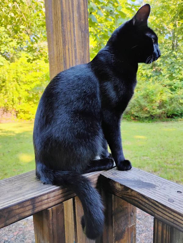 Courtesy Listing: Midnight