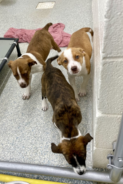Pen 2 Three Puppies