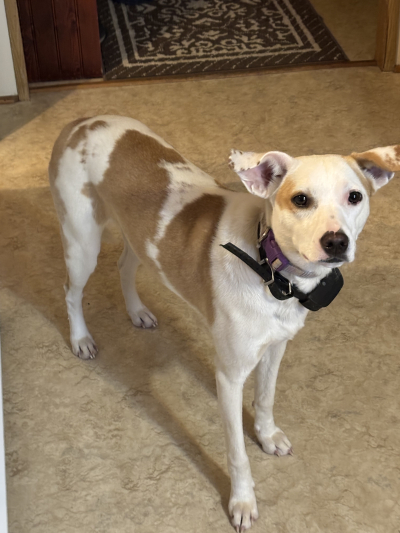 Courtesy Listing: Dusty