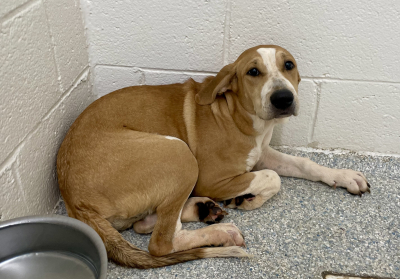 Pen 16 Female Mix