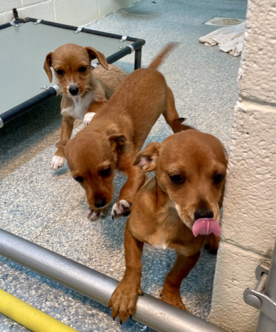 Pen 4 Chihuahua Puppies